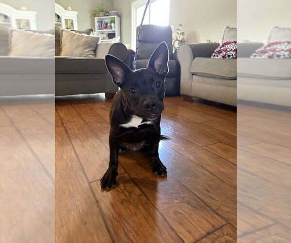 Medium Photo #7 American Pit Bull Terrier Puppy For Sale in Evansville, IN, USA