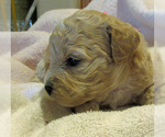 Small Photo #3 Zuchon Puppy For Sale in LEBANON, OR, USA