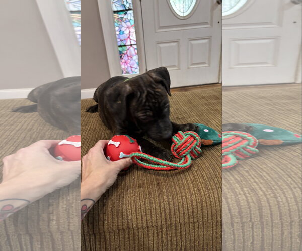 Medium Photo #13 Staffordshire Bull Terrier-Unknown Mix Puppy For Sale in Holly Springs, NC, USA