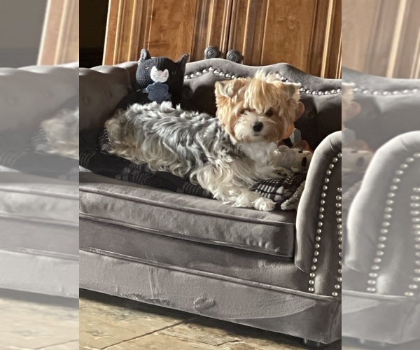 Medium Photo #1 Yorkshire Terrier Puppy For Sale in LAKE CHARLES, LA, USA