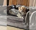 Small Photo #1 Yorkshire Terrier Puppy For Sale in LAKE CHARLES, LA, USA