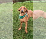 Small #2 Vizsla Mix