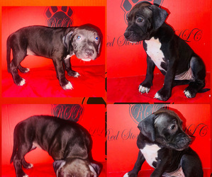 American Pit Bull Terrier Puppy for sale in TRENTON, NJ, USA