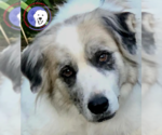 Small Great Pyrenees