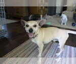 Small #3 Chihuahua