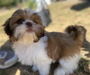 Shih Tzu Puppy for sale in VENETA, OR, USA