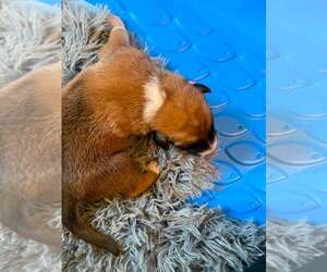 Flower Patch Litter Thistle - Located in TX - Female German Shepherd Dog-Unknown Mix Dog for Adoption - Photo #3