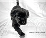Small Photo #8 Labrador Retriever Puppy For Sale in ACWORTH, GA, USA