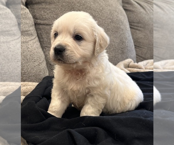 Medium Photo #6 English Cream Golden Retriever Puppy For Sale in MONROE, OR, USA