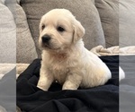 Small #5 English Cream Golden Retriever
