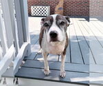 Small American Bulldog Mix