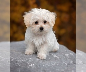 Maltese Puppy for sale in HOUSTON, TX, USA