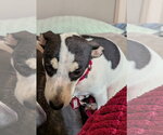 Small #8 Dachshund Mix