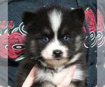 Puppy 5 Pomsky