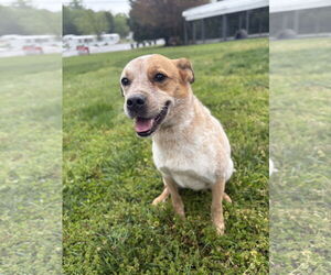 Medium Mutt
