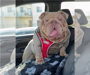 Father of the English Bulldog puppies born on 08/11/2025