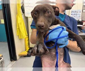 American Pit Bull Terrier-Pointer Mix Dogs for adoption in Waco, TX, USA