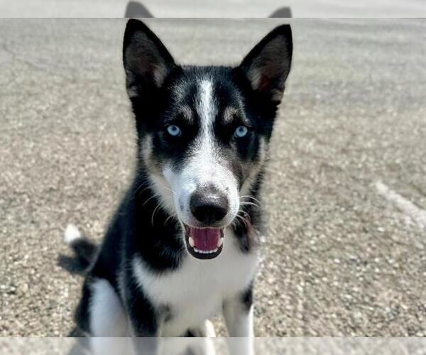 Medium Photo #1 Siberian Husky-Unknown Mix Puppy For Sale in Petaluma, CA, USA