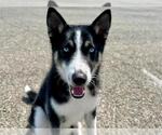 Small Siberian Husky Mix