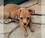 Small Chihuahua Mix
