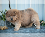 Small Photo #3 Chow Chow Puppy For Sale in WOLCOTTVILLE, IN, USA