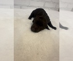 Puppy 4 Goldendoodle