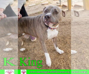 American Staffordshire Terrier Dogs for adoption in Pensacola, FL, USA