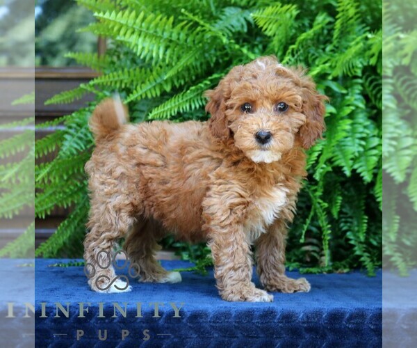 Medium Photo #4 Goldendoodle (Miniature) Puppy For Sale in NARVON, PA, USA