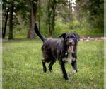 Small #2 Poodle (Standard) Mix