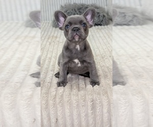 French Bulldog Puppy for sale in ARVERNE, NY, USA