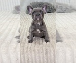 Small French Bulldog