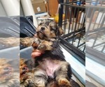 Small Photo #5 Yorkshire Terrier Puppy For Sale in BAYONNE, NJ, USA