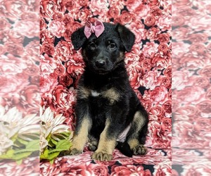 German Shepherd Dog Puppy for sale in LINCOLN UNIVERSITY, PA, USA