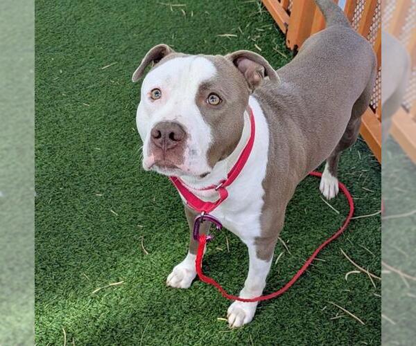 Medium Photo #2 Mutt Puppy For Sale in Las Vegas, NV, USA