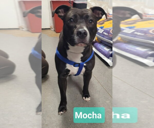 Medium Photo #2 Affenpinscher-Staffordshire Bull Terrier Mix Puppy For Sale in Richmond, IN, USA