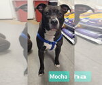 Small #1 Affenpinscher-Staffordshire Bull Terrier Mix