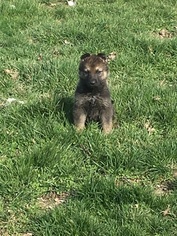 German Shepherd Dog Puppy for sale in CLAYTON, IN, USA