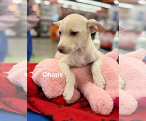 Chihuahua-Unknown Mix Dogs for adoption in Turlock, CA, USA