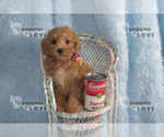 Small Photo #8 Poodle (Toy) Puppy For Sale in SANGER, TX, USA