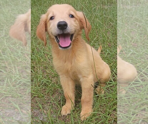 Medium Photo #1 Golden Retriever Puppy For Sale in POMONA PARK, FL, USA