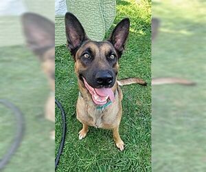 Sophia - Female Mutt Dog for Adoption - Photo #2