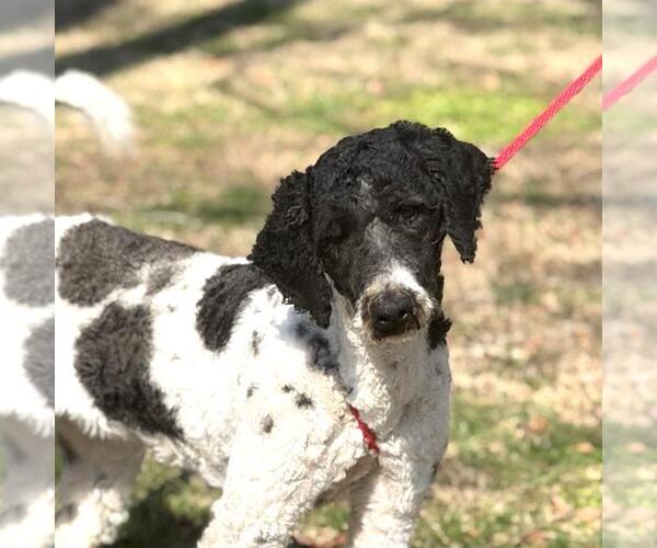 Medium Photo #1 Poodle (Standard)-Unknown Mix Puppy For Sale in Yardley, PA, USA
