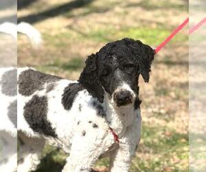 Poodle (Standard)-Unknown Mix Dogs for adoption in Yardley, PA, USA