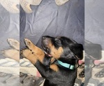 Puppy Blue Doberman Pinscher