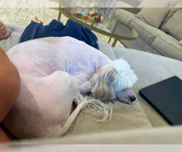 Medium Photo #4 Shih Tzu-Unknown Mix Puppy For Sale in Westwood, NJ, USA