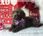 Small Photo #3 Labrador Retriever Puppy For Sale in CLAY, PA, USA