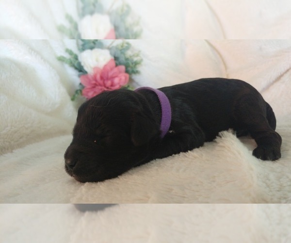 Medium Photo #4 Mini Whoodle (Wheaten Terrier/Miniature Poodle) Puppy For Sale in PEORIA, IL, USA