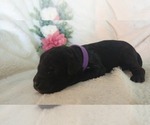 Small Photo #4 Mini Whoodle (Wheaten Terrier/Miniature Poodle) Puppy For Sale in PEORIA, IL, USA
