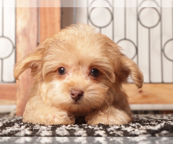 Medium Photo #2 YorkiePoo Puppy For Sale in NAPLES, FL, USA