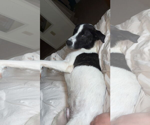 Medium Photo #3 Border Collie-Unknown Mix Puppy For Sale in Oakhurst, NJ, USA